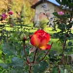 Palucak 30 * Babice Gornje