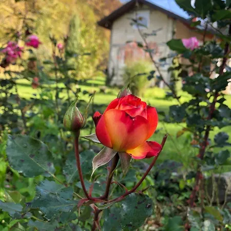 Palucak 30 * Babice Gornje